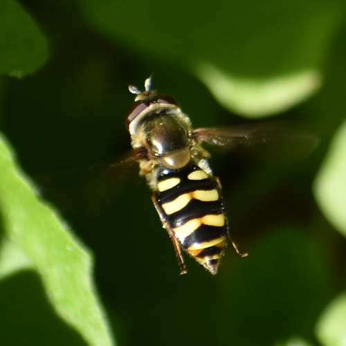 Unknown species found near Oregon, US