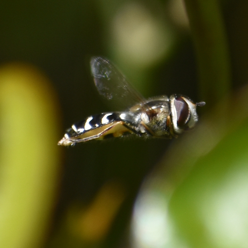 Unknown species found near Oregon, US