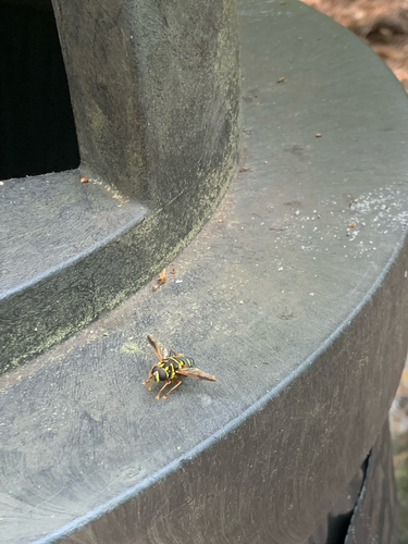 Unknown species found near Winter Park, FL, US