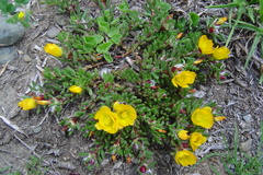 Portulaca perennis