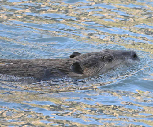 iNaturalist observation 2026-03-27