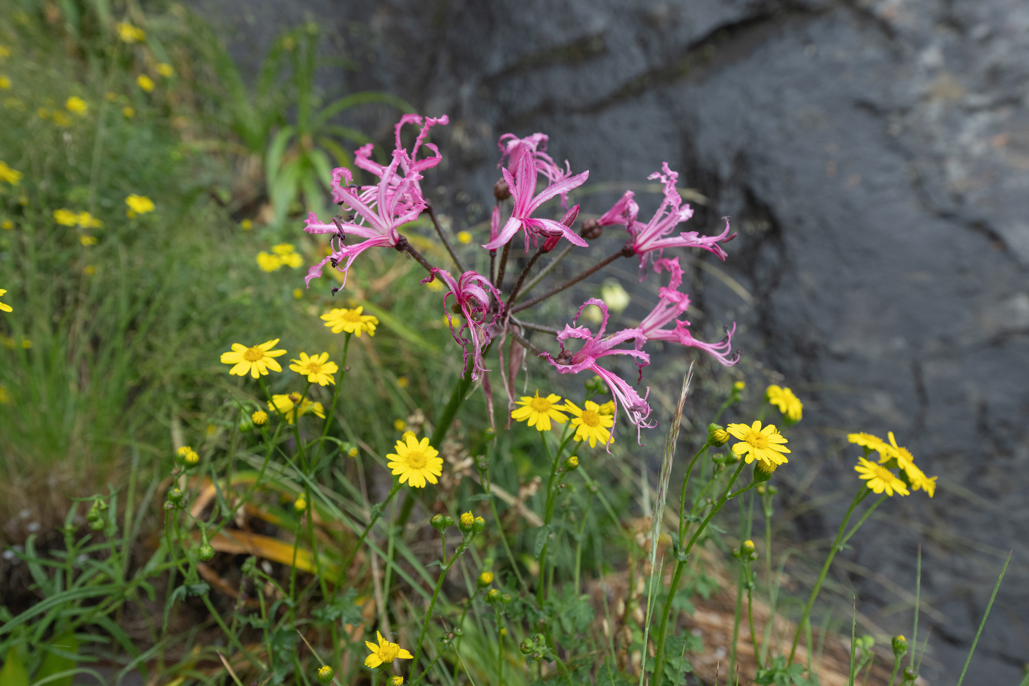 Large Pink Nerine (Nerine bowdenii)