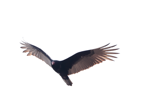Turkey Vulture photographed in Connecticut