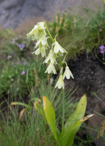 Ornithogalum regale, photograph 4