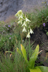 (c) Morten Ross, some rights reserved (CC BY) Ornithogalum regale, photograph (c) Morten Ross, some rights reserved (CC BY)