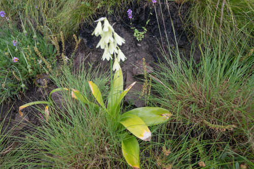 Ornithogalum regale, photograph 6