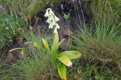 Ornithogalum regale, photograph (c) Morten Ross, some rights reserved (CC BY)