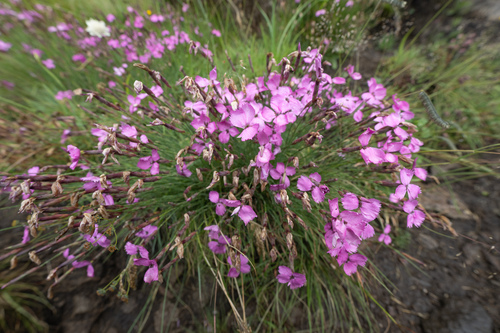 Lesotho Pink (Dianthus basuticus)