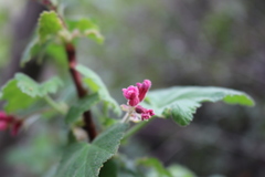 Ribes malvaceum viridifolium