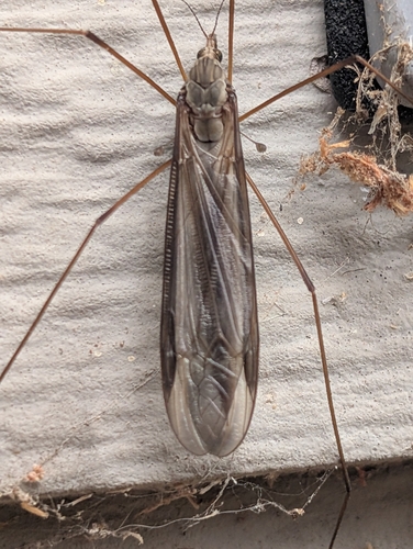 Unknown species found near Oregon, US