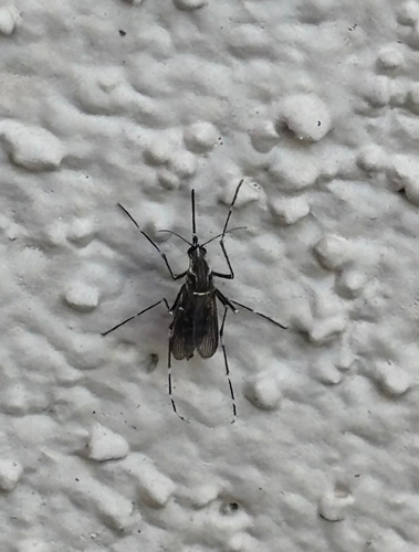 Unknown species found near E Baltimore St, Mesa, AZ, US