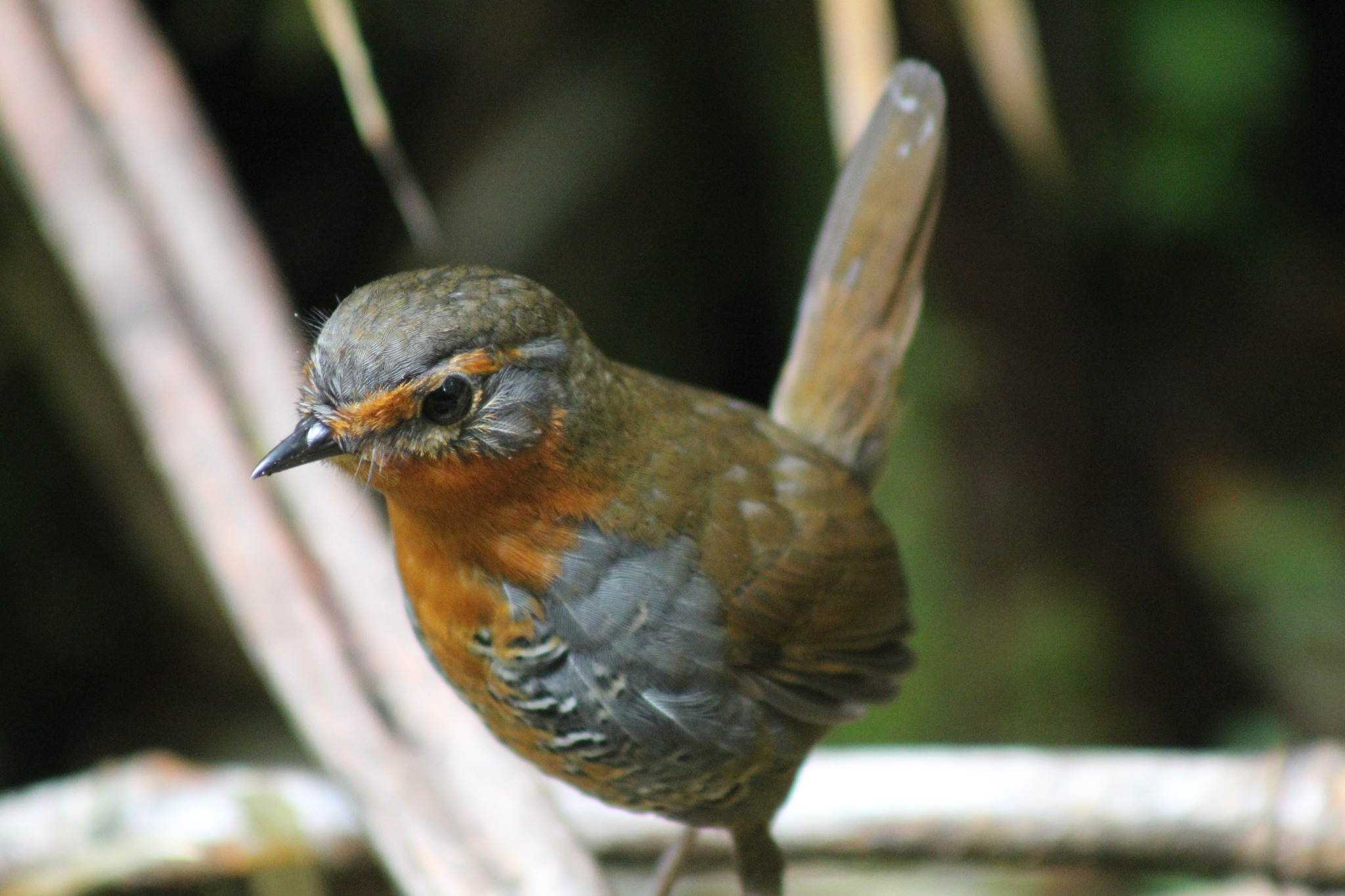 Chucao Tapaculo (Scelorchilus rubecula), photo 5