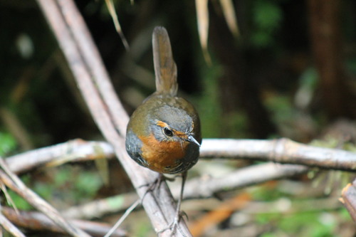 Chucao Tapaculo (Scelorchilus rubecula), photo 4