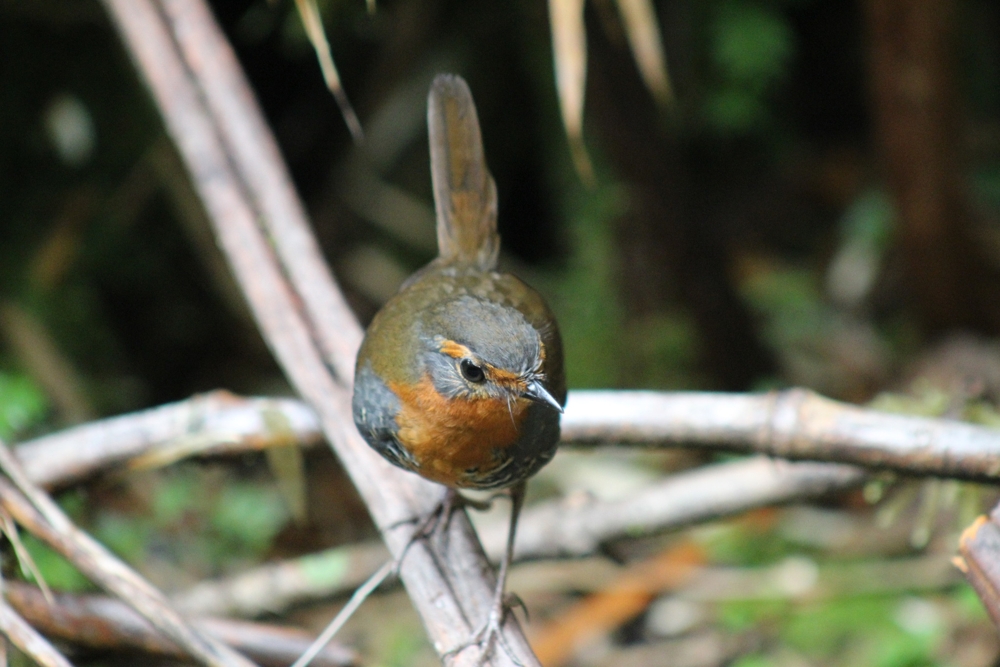 Chucao Tapaculo (Scelorchilus rubecula), photo 6