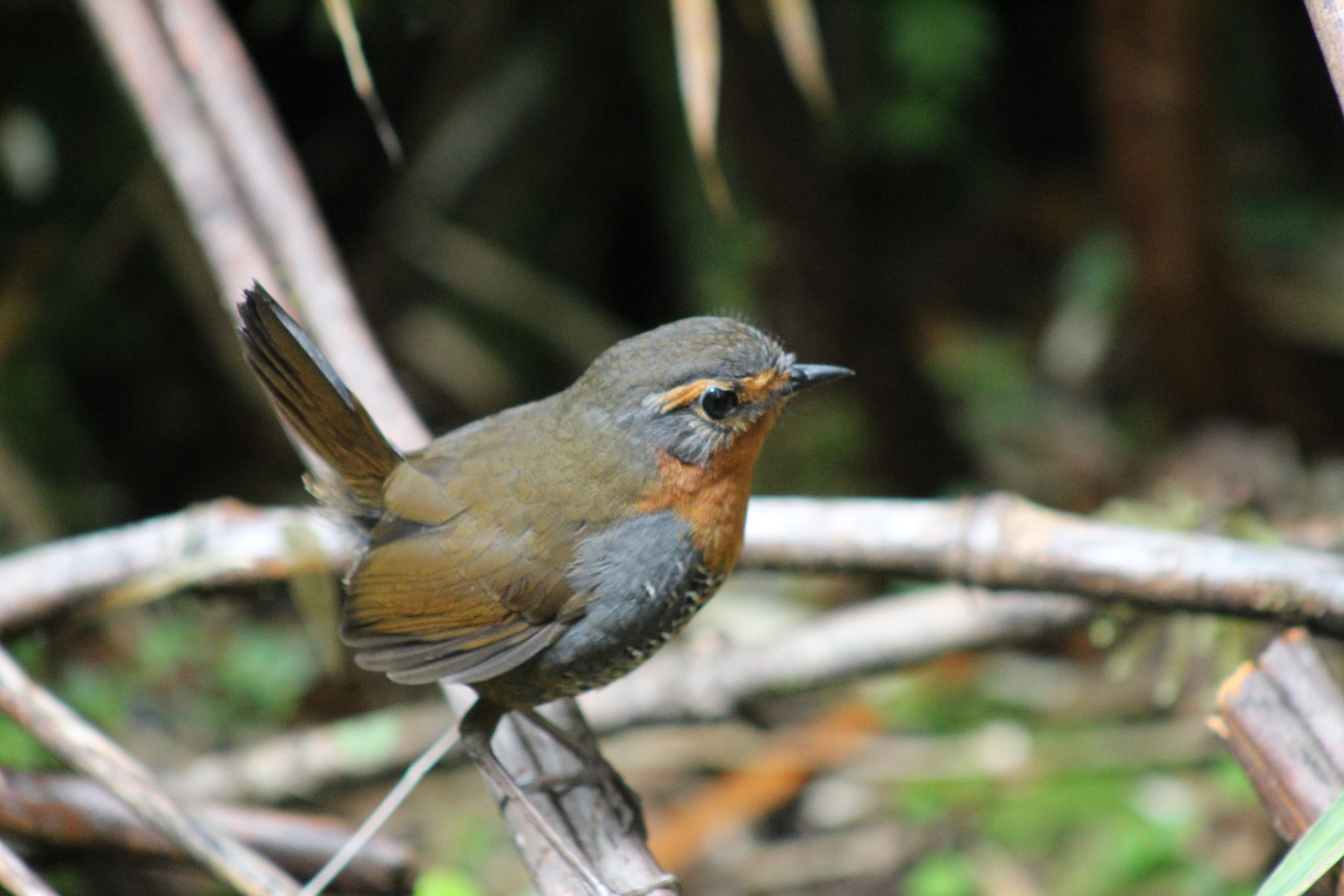Chucao Tapaculo (Scelorchilus rubecula), photo 7