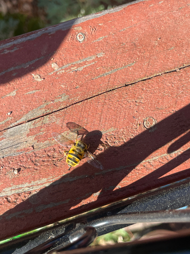 Unknown species found near Gonzaga St, East Palo Alto, CA, US