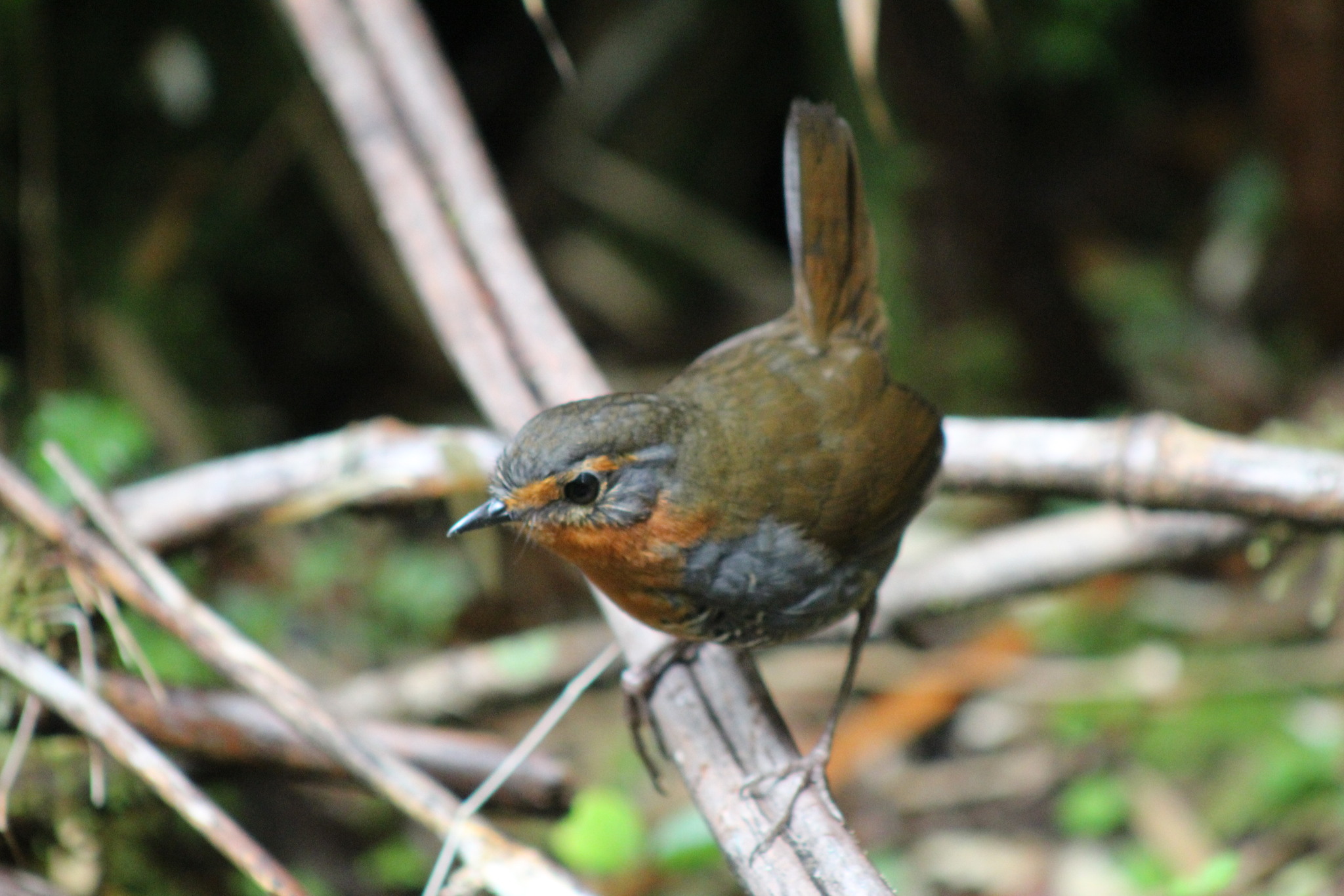Chucao Tapaculo (Scelorchilus rubecula), photo 8