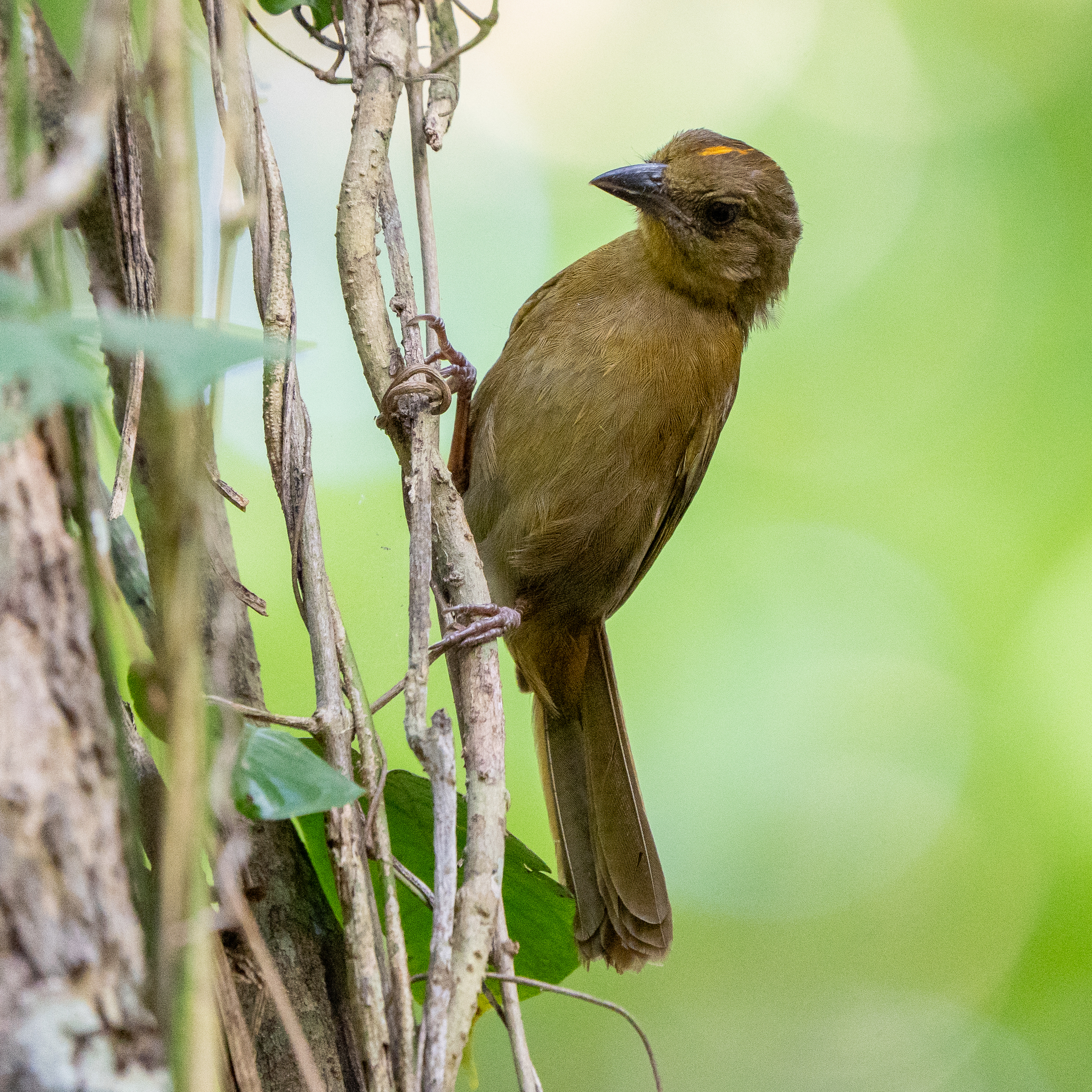 Red-crowned Ant Tanager (Habia rubica), photo 7