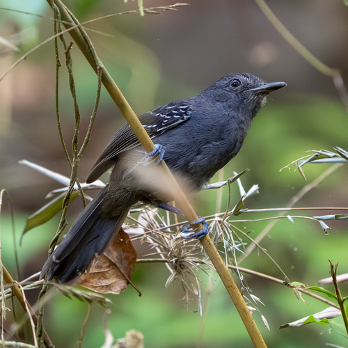 Dusky Antbird (Cercomacroides tyrannina), photo 6