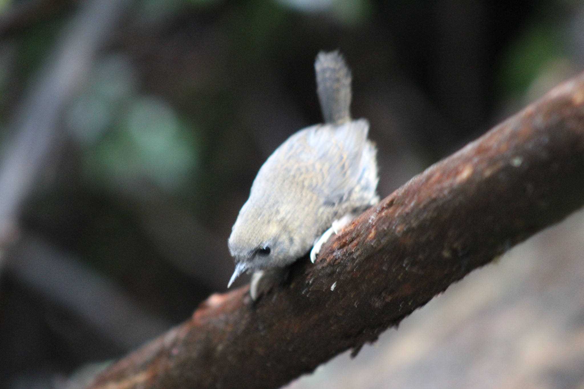 Magellanic Tapaculo (Scytalopus magellanicus), photo 2