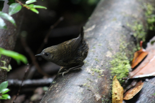 Magellanic Tapaculo (Scytalopus magellanicus)