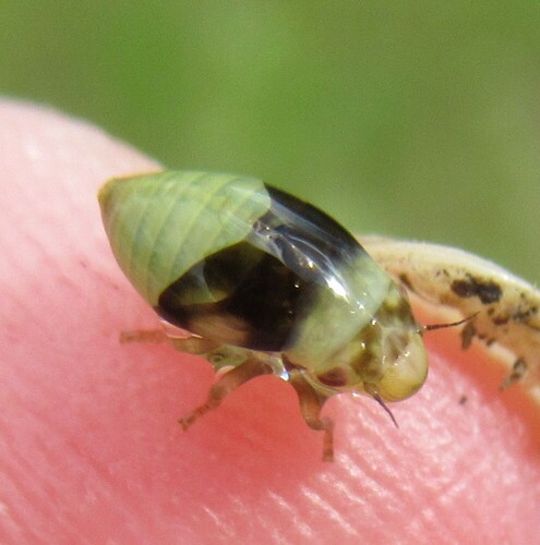 Diamondback Spittlebug photo 6