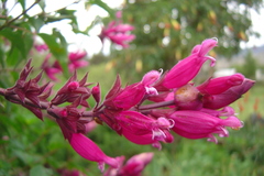 Salvia wagneriana