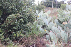 Diplacus × australis