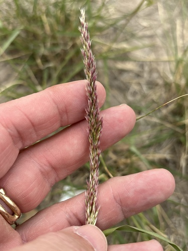 Pink Pappusgrass (Pappophorum bicolor)