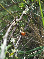 Lycianthes lycioides