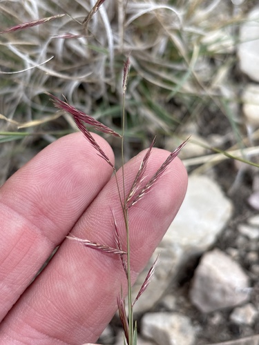 Red Grama (Bouteloua trifida)