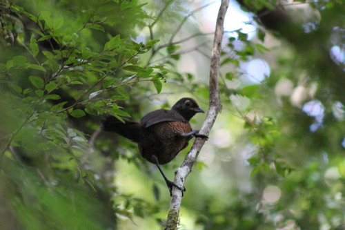 Black-throated Huet-huet (Pteroptochos tarnii)