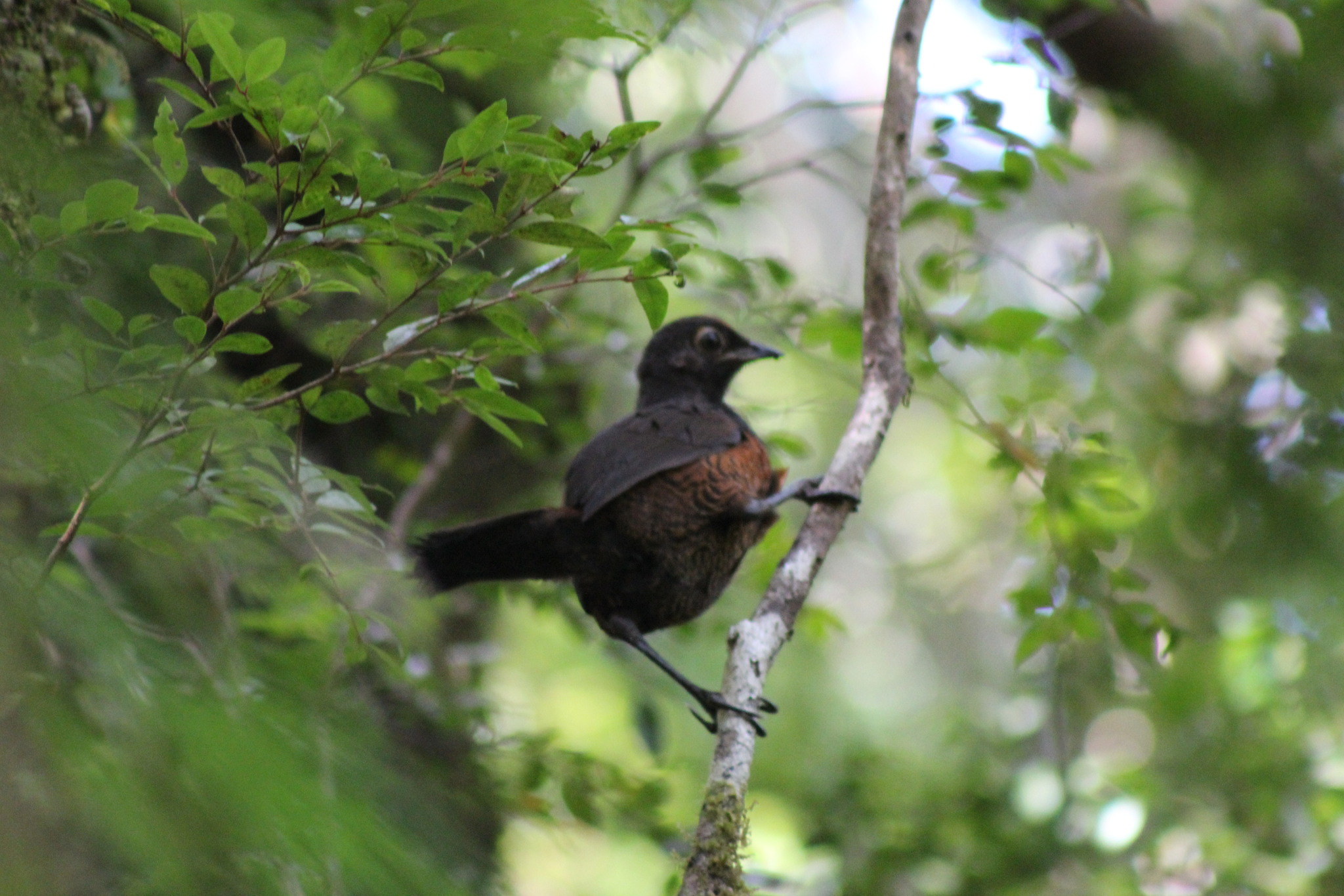 Black-throated Huet-huet (Pteroptochos tarnii), photo 3