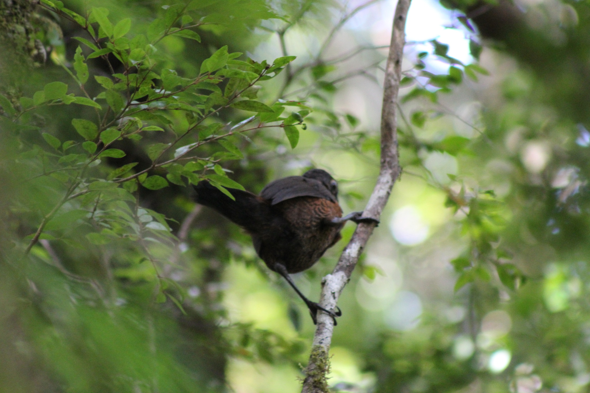 Black-throated Huet-huet (Pteroptochos tarnii), photo 2
