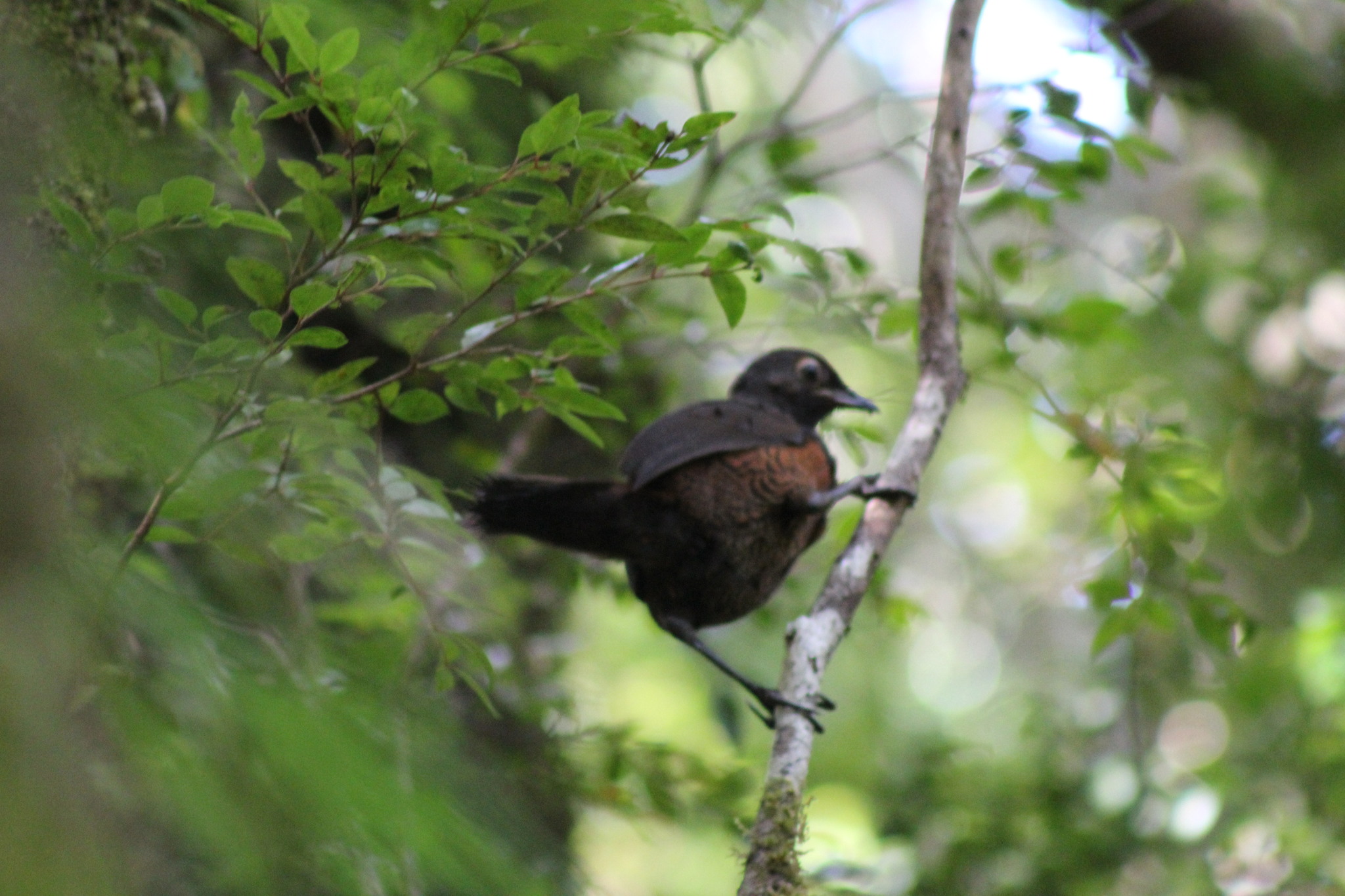 Black-throated Huet-huet (Pteroptochos tarnii), photo 4