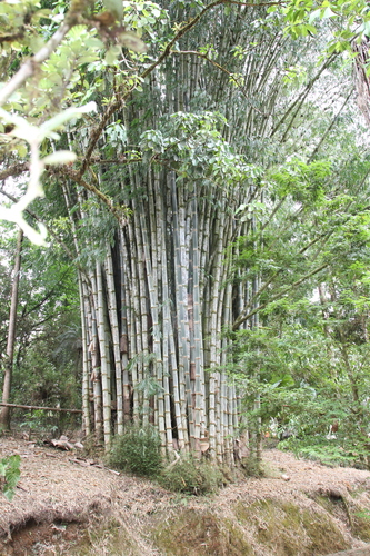 Dendrocalamus giganteus, photograph 1