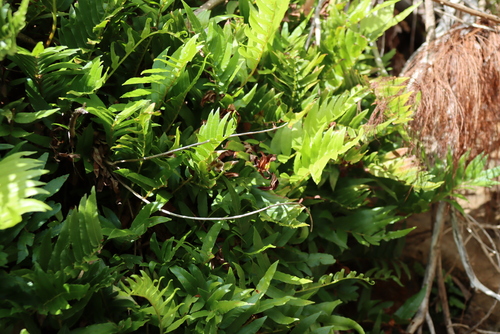 Cape Hard Fern (Blechnum capense)