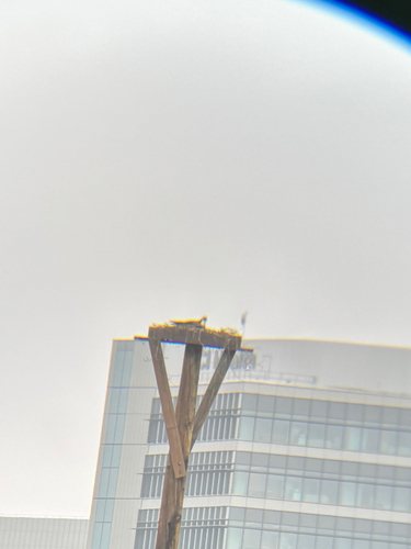 iNaturalist observation photo of Osprey