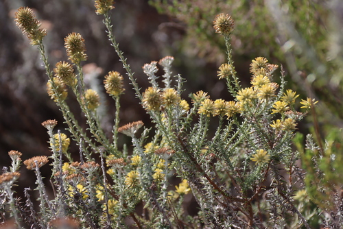 Yellow Snakebush (Seriphium spirale)