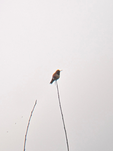 iNaturalist observation photo of Allen's Hummingbird