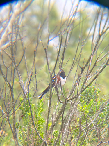 iNaturalist observation photo of Spotted Towhee