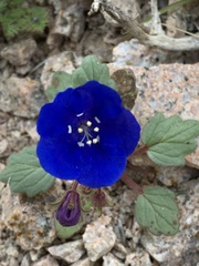 Phacelia nashiana