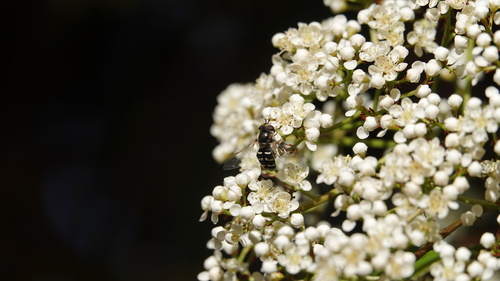 Unknown species found near South Los Altos, Los Altos, CA, USA