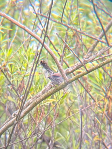 iNaturalist observation photo of Bewick's Wren