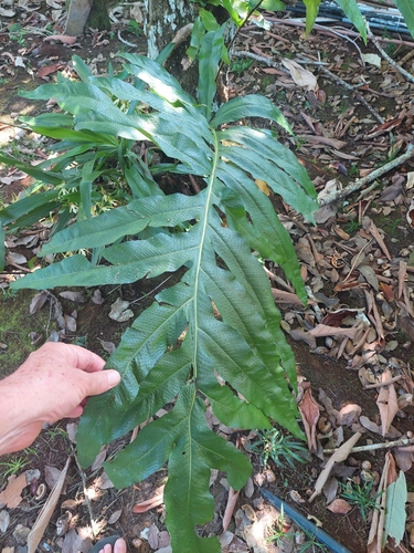 Phlebodium decumanum, photograph 3