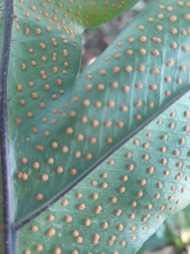 Phlebodium decumanum, photograph 4