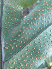 Phlebodium decumanum, photograph (c) Enrique Salazar, some rights reserved (CC BY)