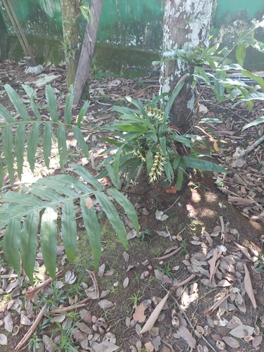 Phlebodium decumanum, photograph 5