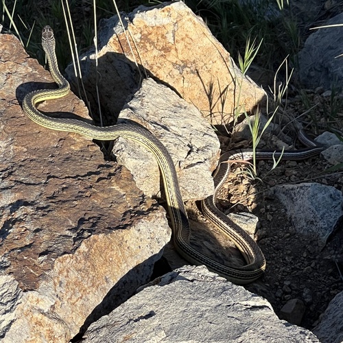 Striped Whipsnake