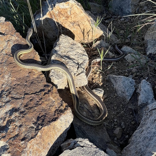 Striped Whipsnake